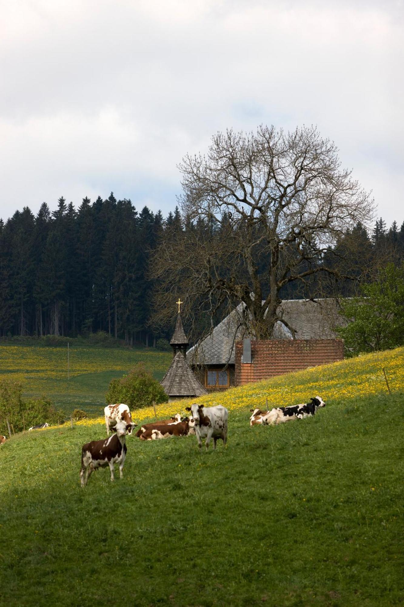 Drei Tannen - Wohnung 11 - Apartmenthaus, Titisee, Feldberg Exteriér fotografie